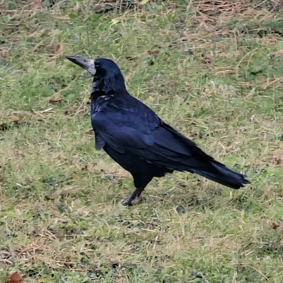 Ekin Kargası - ML646195243