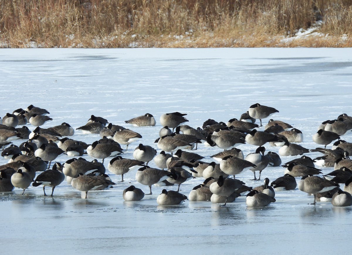 berneška velká - ML646195244