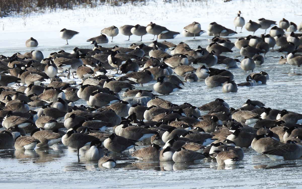 berneška velká - ML646195245