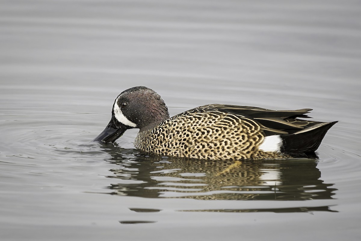 שרשיר כחול-כנף - ML646195251