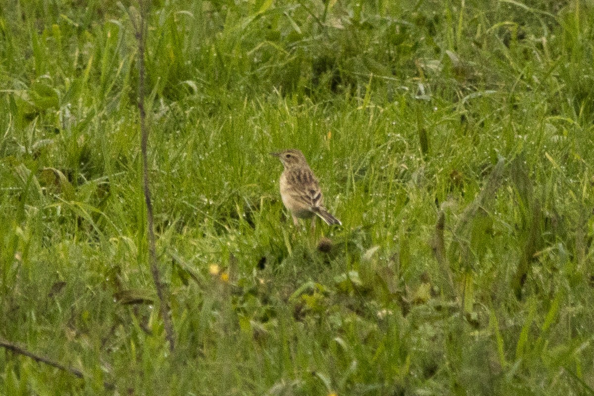 Степной конёк - ML646195252