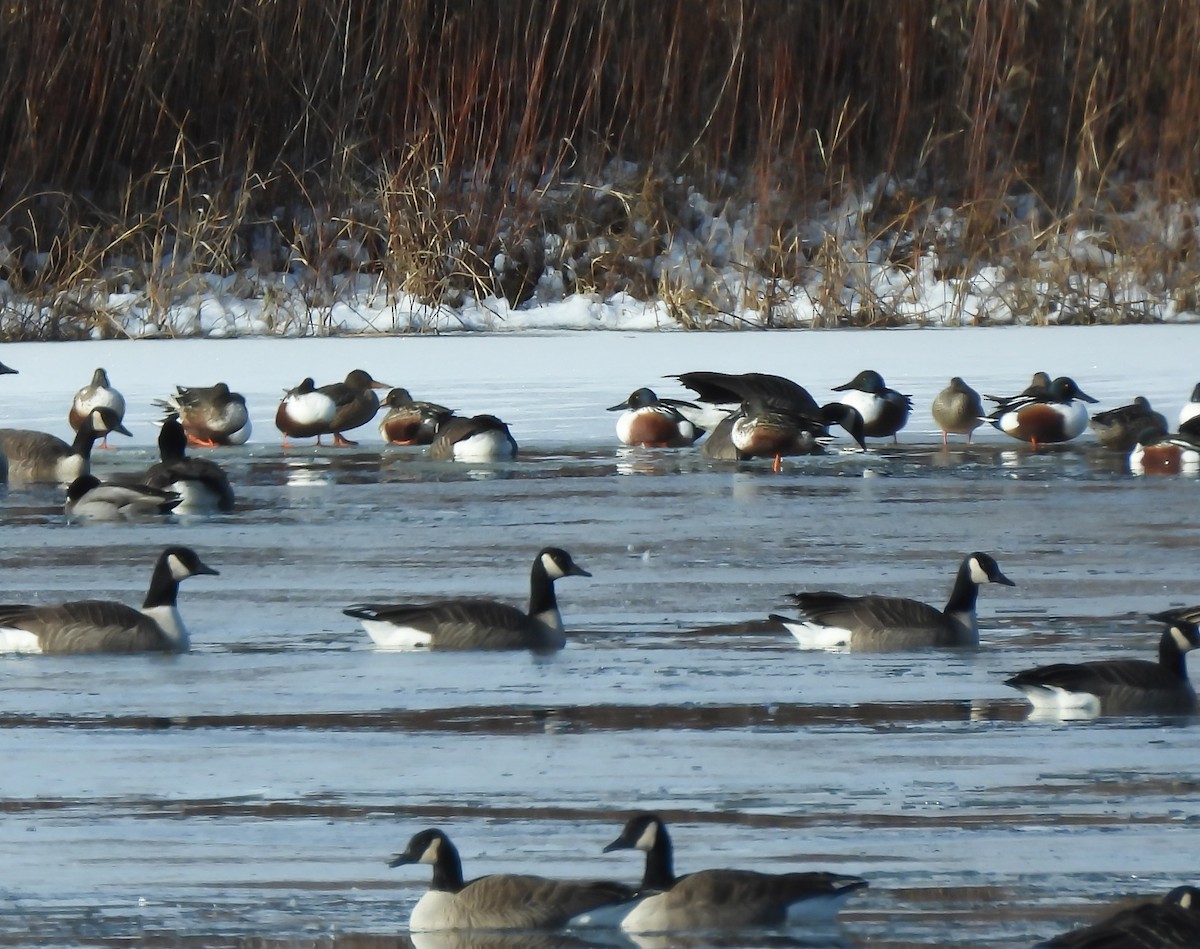 lžičák pestrý - ML646195253