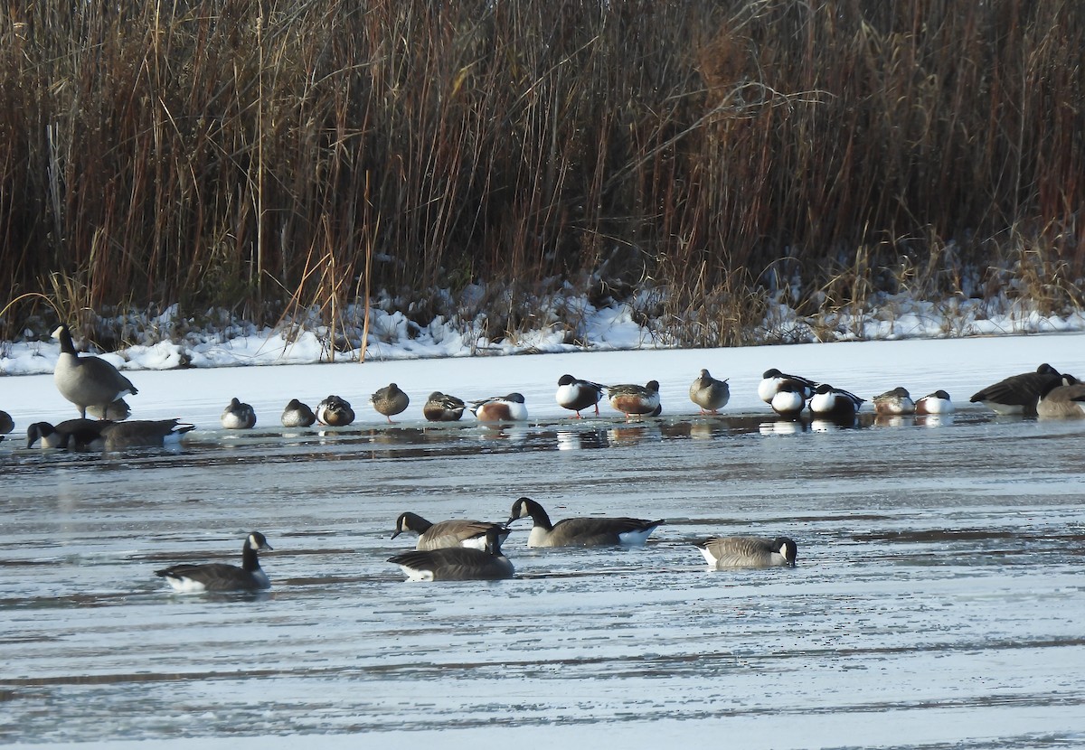 lžičák pestrý - ML646195254