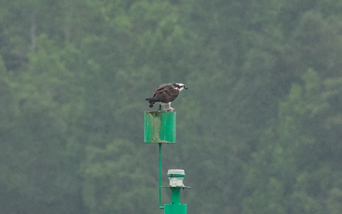 Osprey - ML646195255