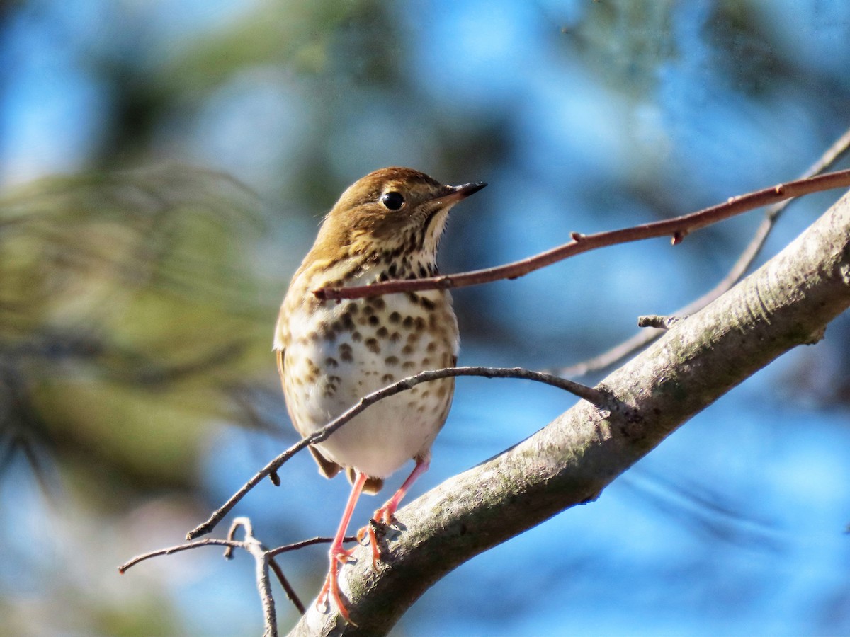 Hermit Thrush - ML646195256