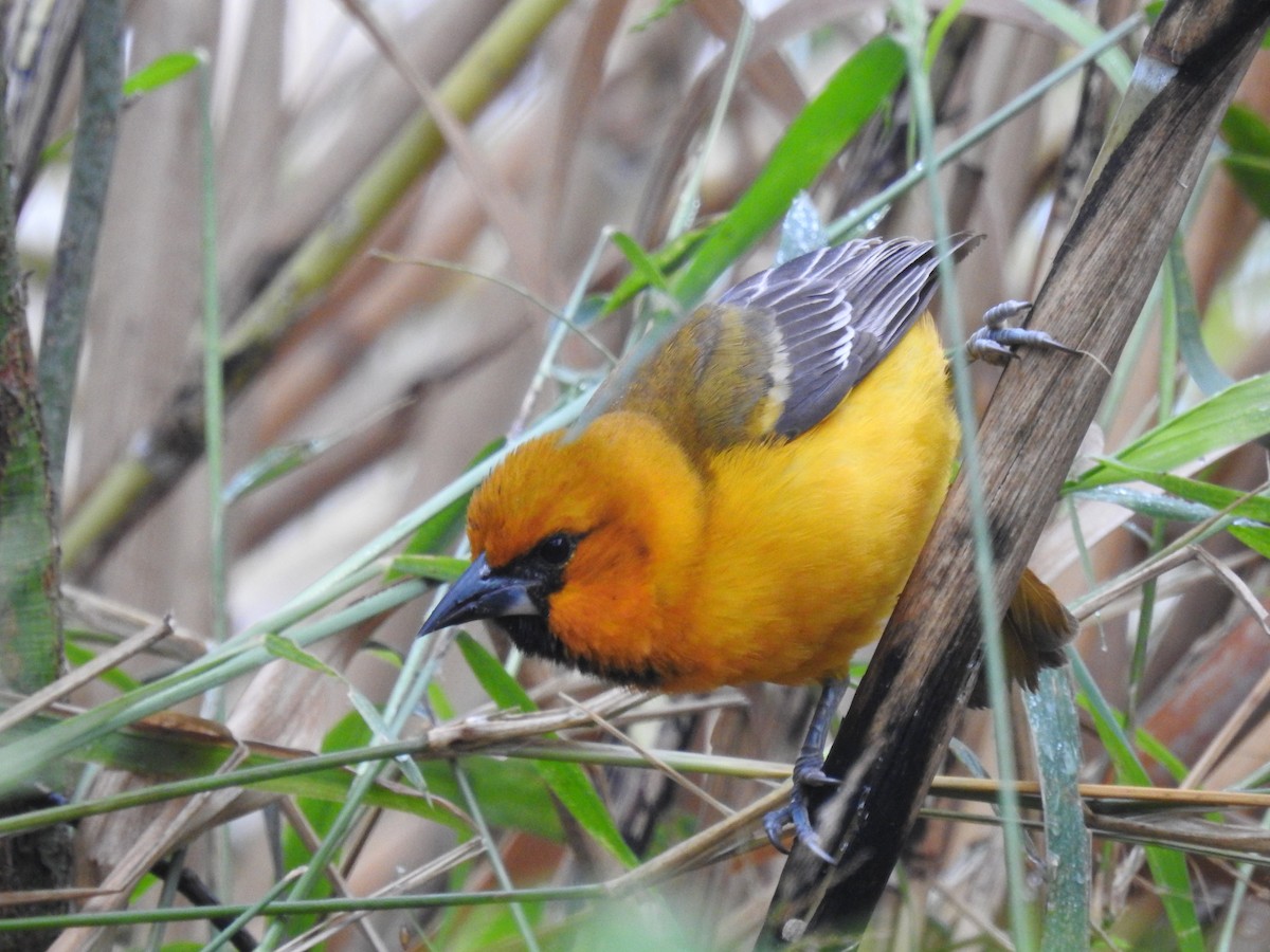 Altamira Oriole - ML646195257