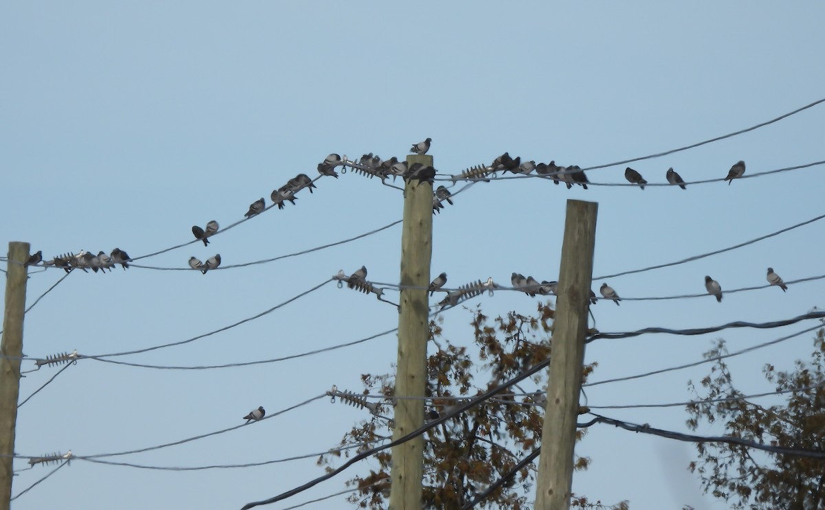 holub skalní (domácí) - ML646195261