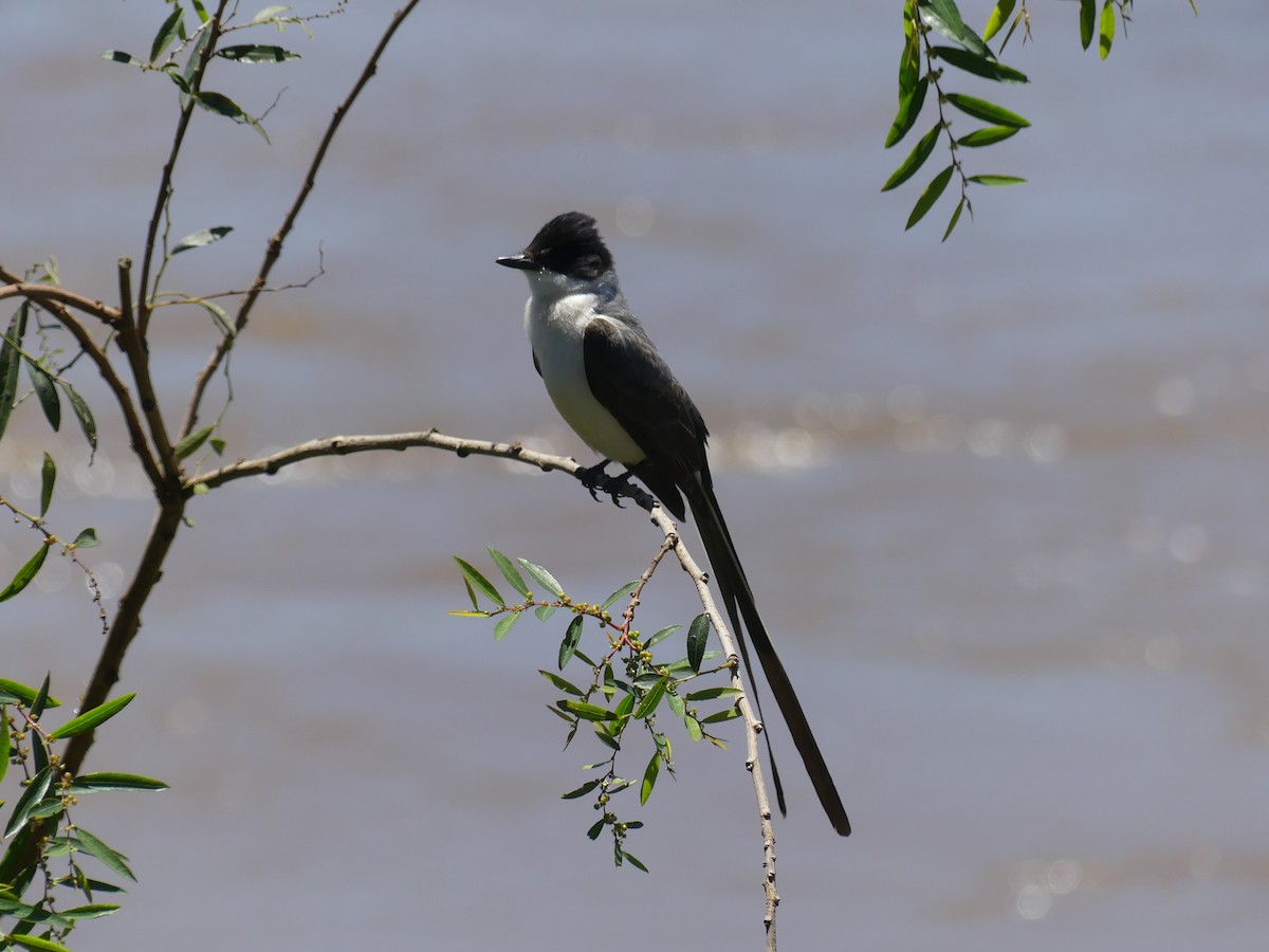 Fork-tailed Flycatcher - ML646195262