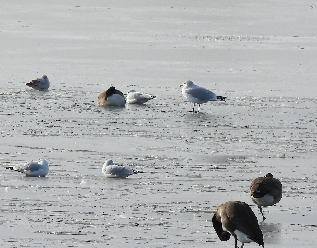 racek americký - ML646195269