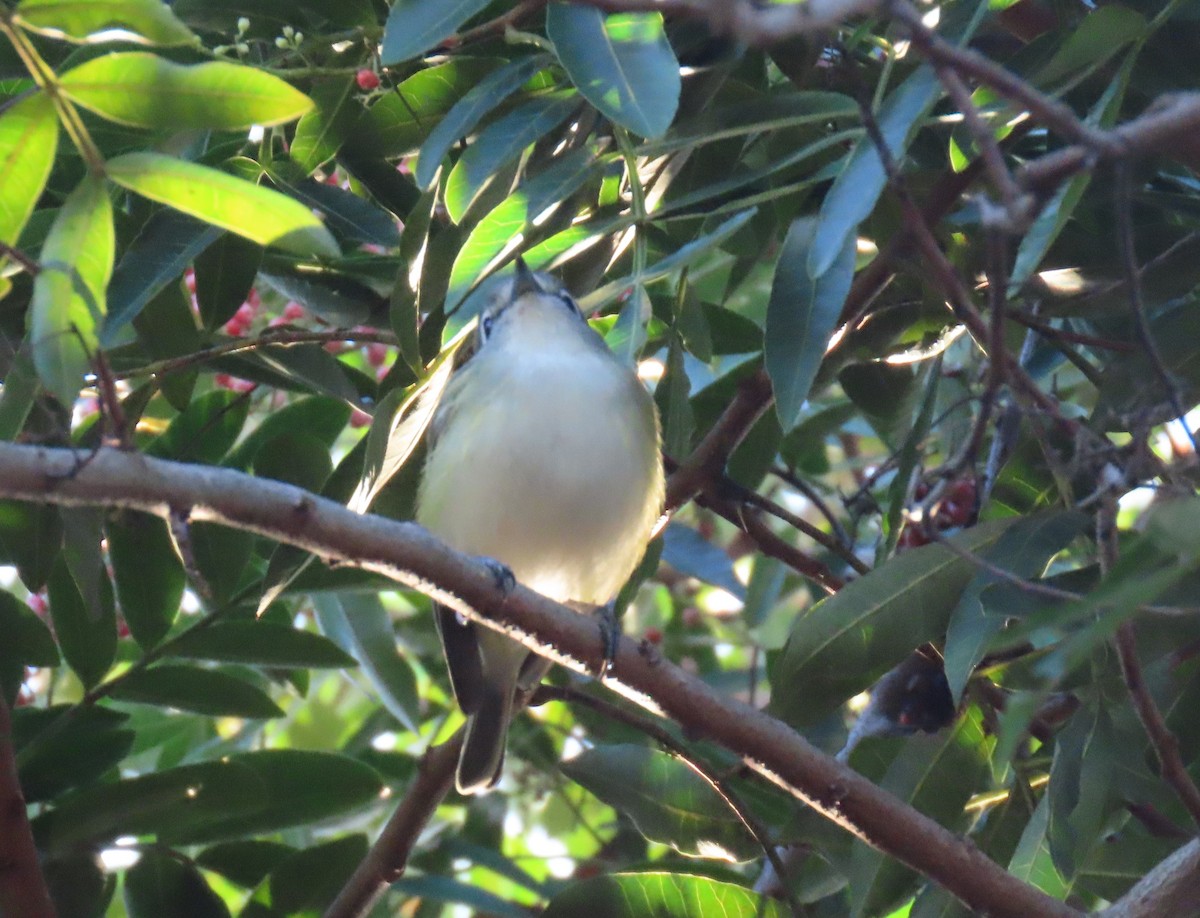 Blue-headed Vireo - ML646195270