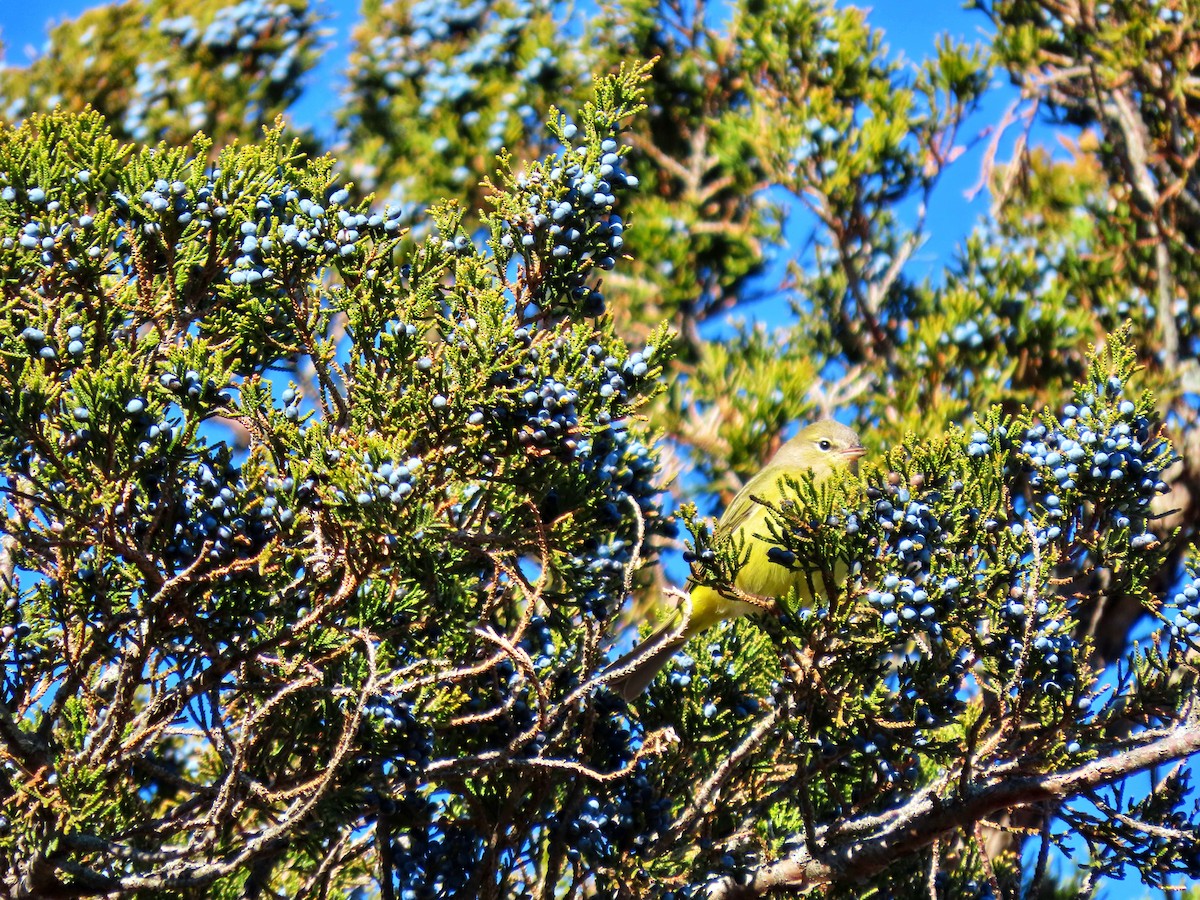 Orange-crowned Warbler - ML646195285