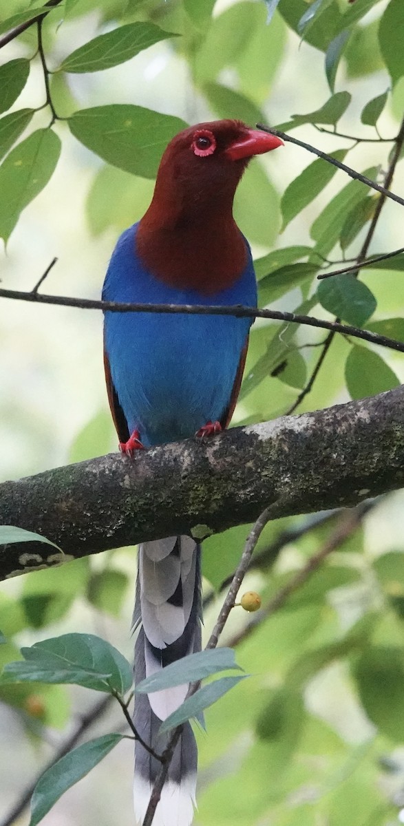 Sri Lanka Blue-Magpie - ML646195302