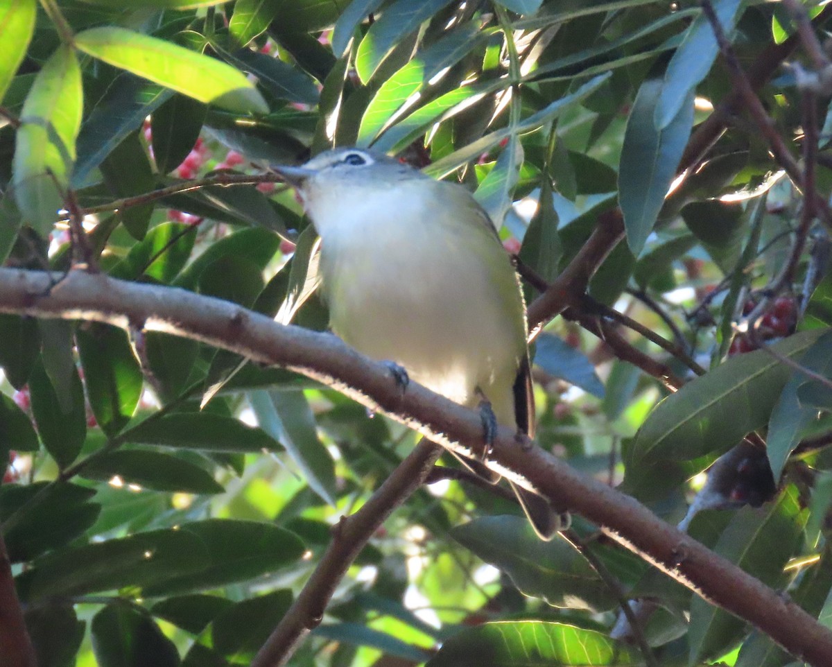Blue-headed Vireo - ML646195303