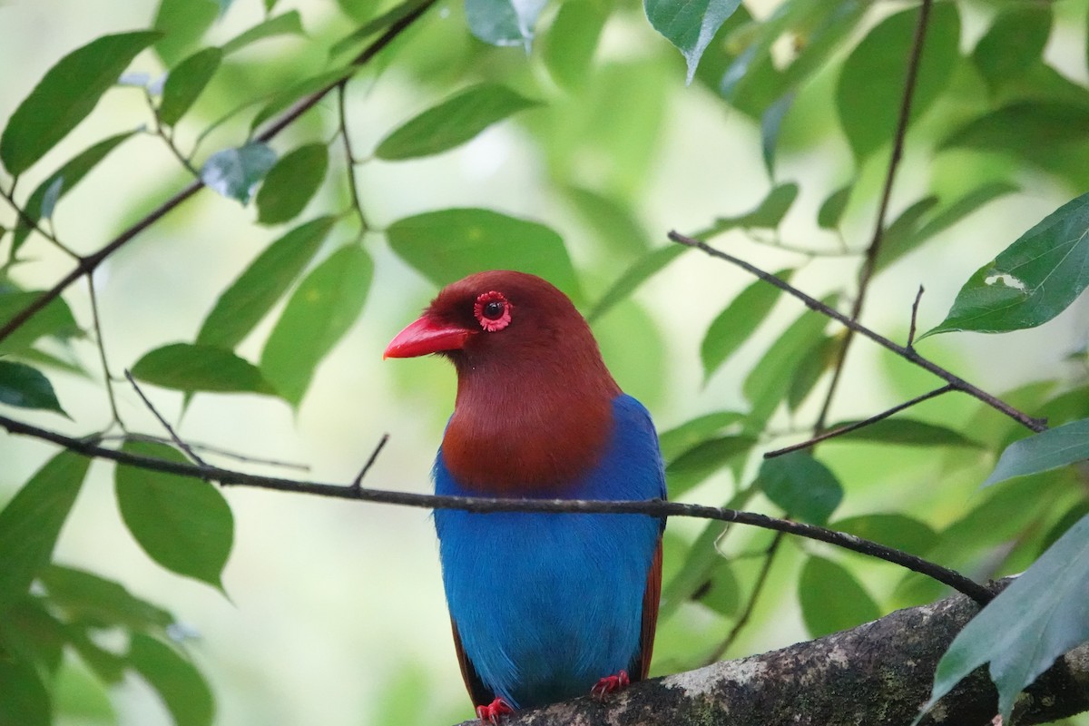 Sri Lanka Blue-Magpie - ML646195307