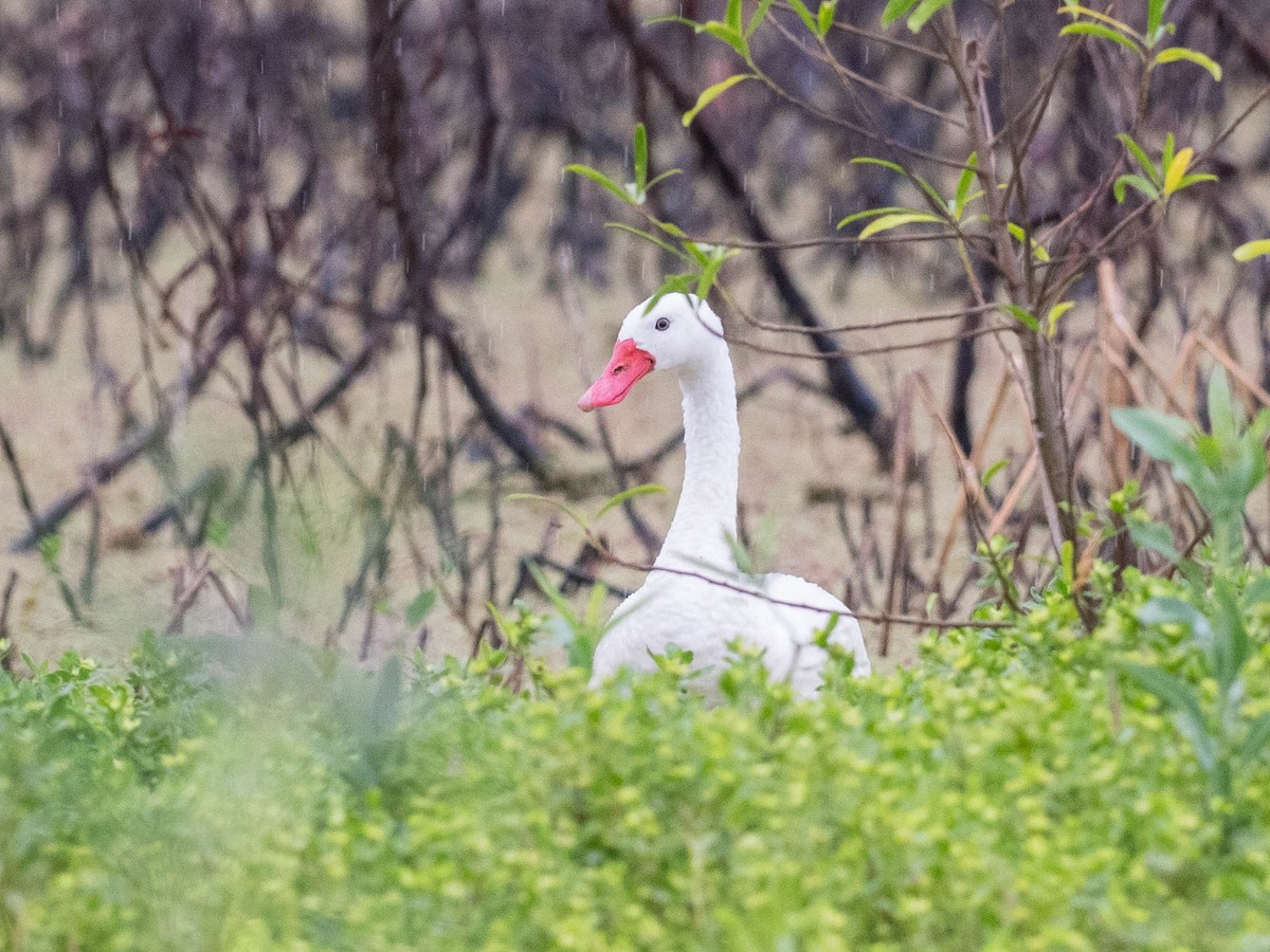 Coscoroba Swan - ML646195311