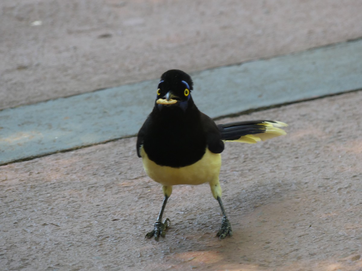 Plush-crested Jay - ML646195315
