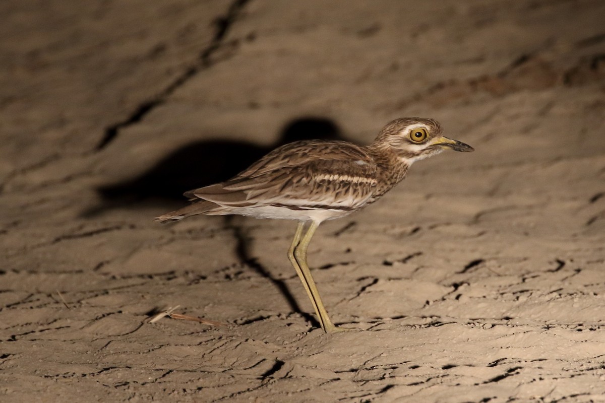 Indian Thick-knee - ML646195316