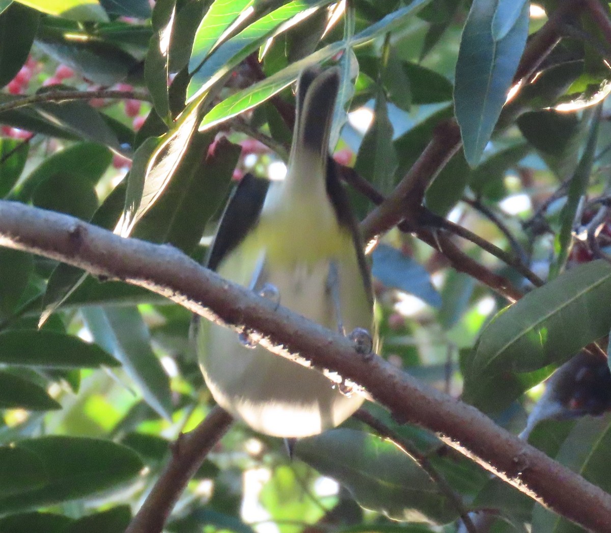 Blue-headed Vireo - ML646195317