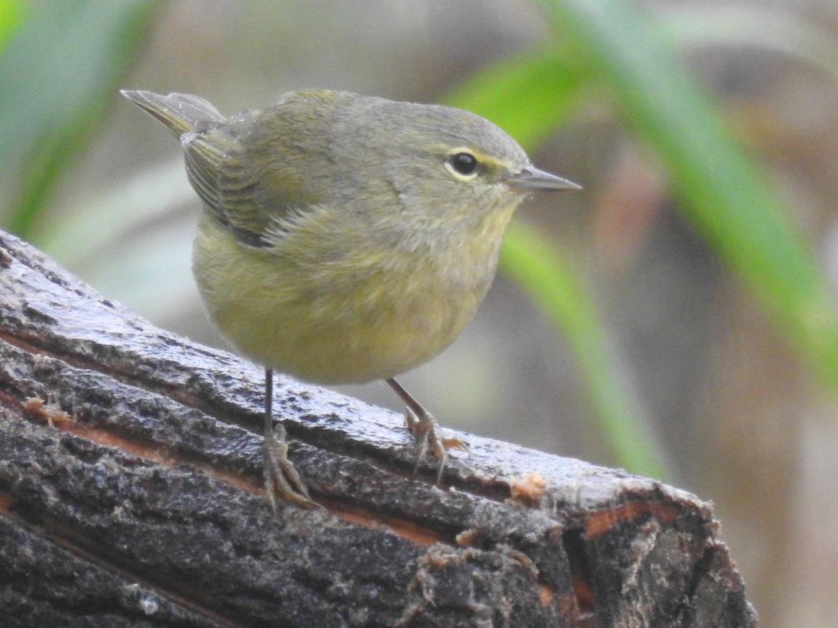 Orange-crowned Warbler - ML646195319