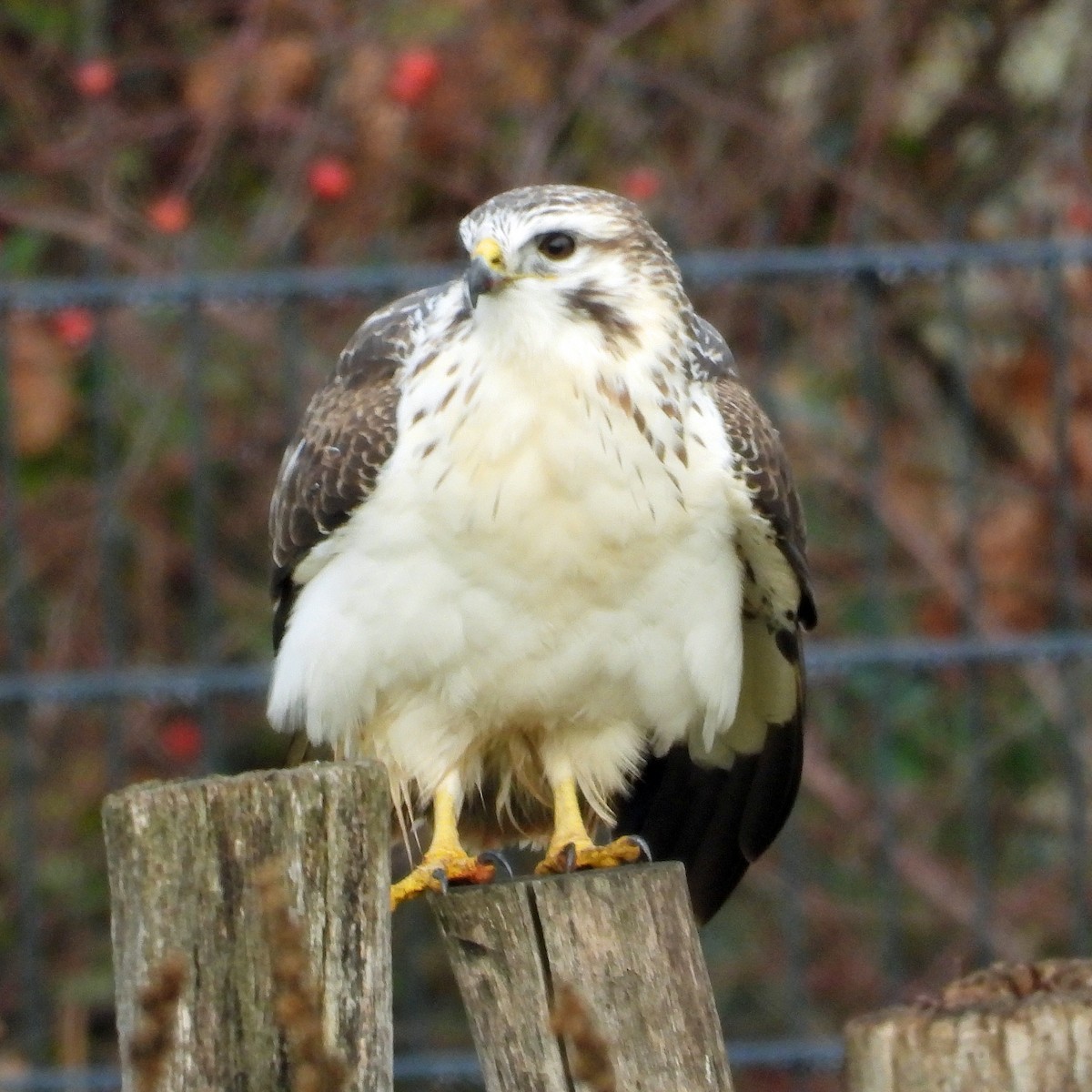 Common Buzzard - ML646195340