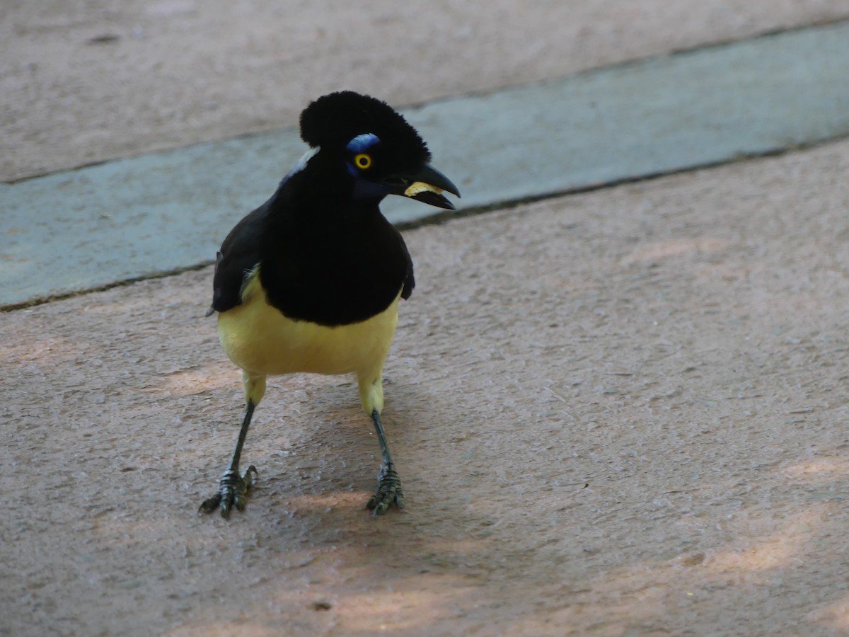 Plush-crested Jay - ML646195342