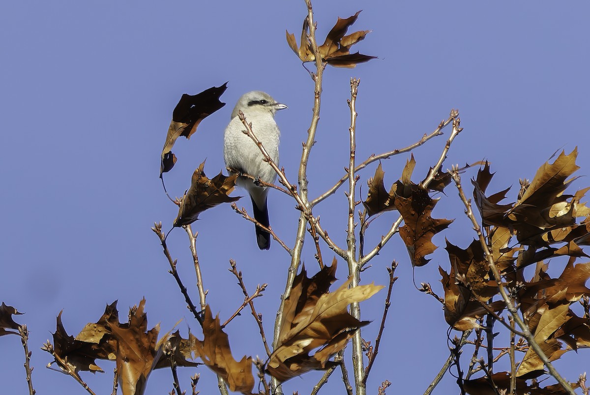 Northern Shrike - ML646195364