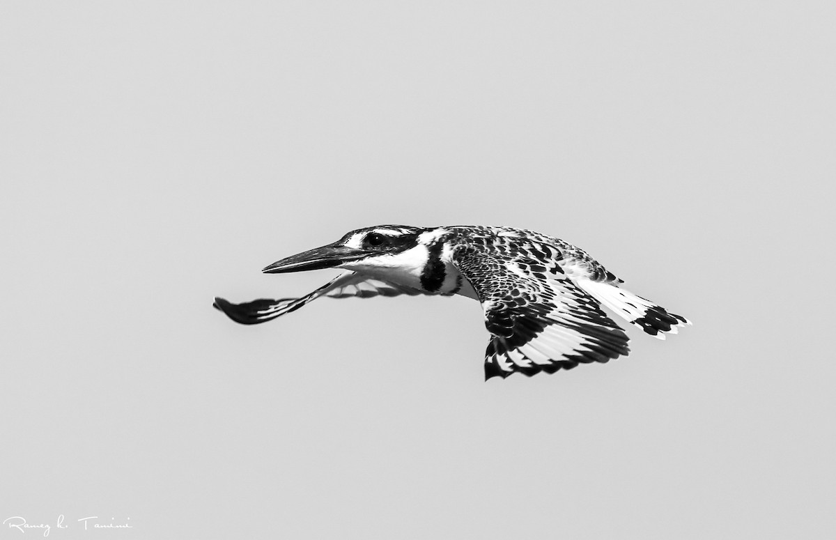 Pied Kingfisher - ML646195371