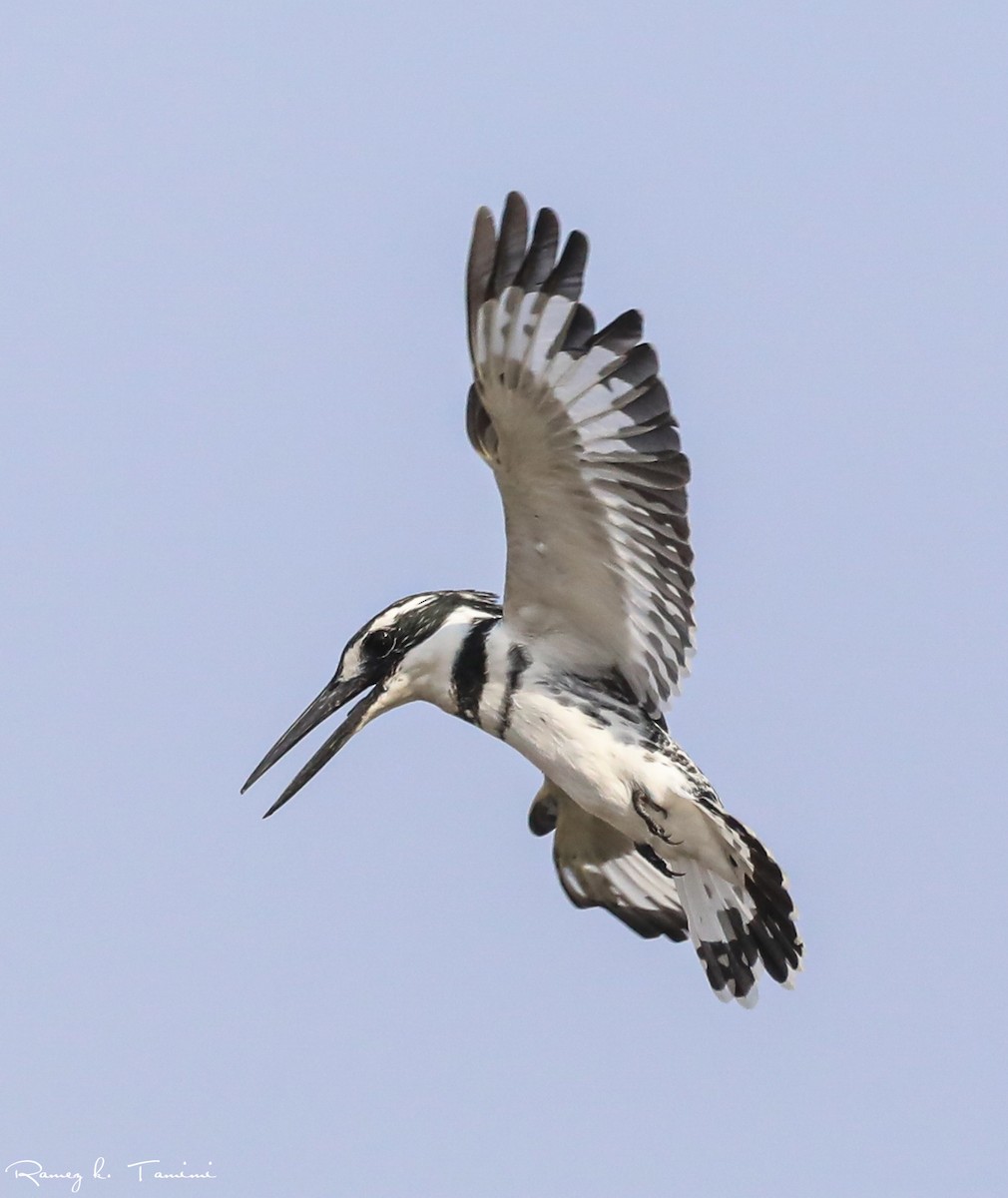 Pied Kingfisher - ML646195372