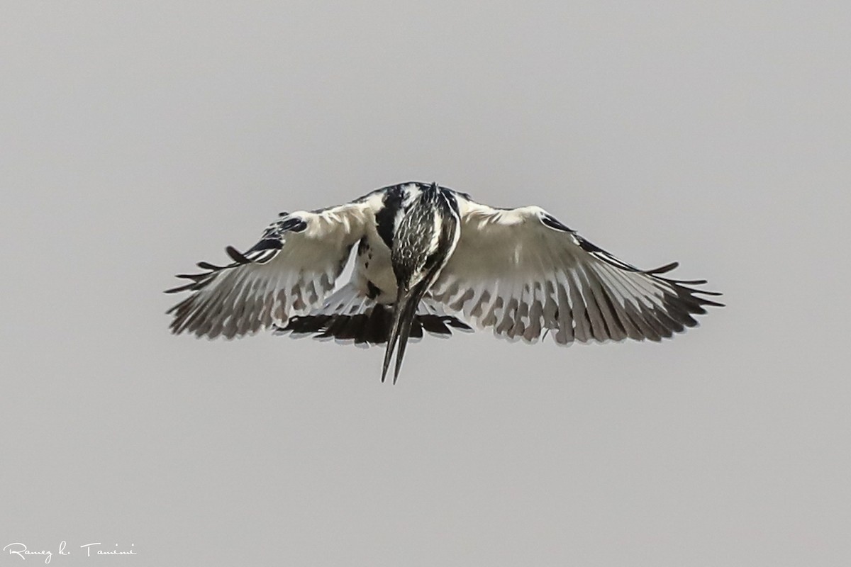 Pied Kingfisher - ML646195373