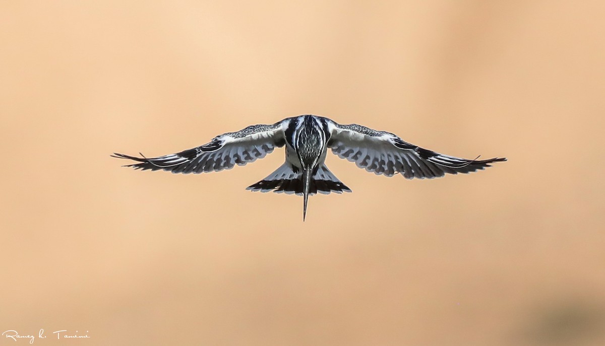 Pied Kingfisher - ML646195374