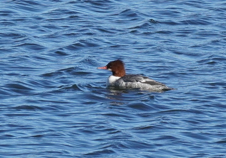 Хумхин бохио - ML646195375