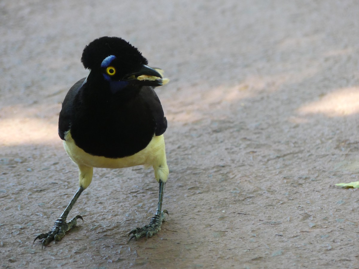 Plush-crested Jay - ML646195376
