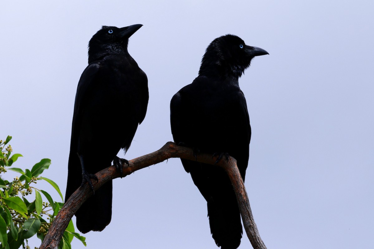 Torresian Crow - ML646195378