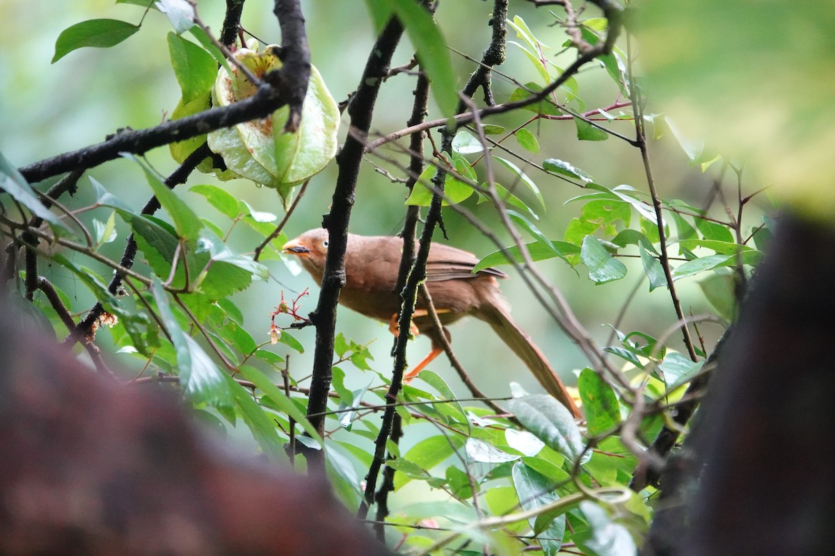 Orange-billed Babbler - ML646195389