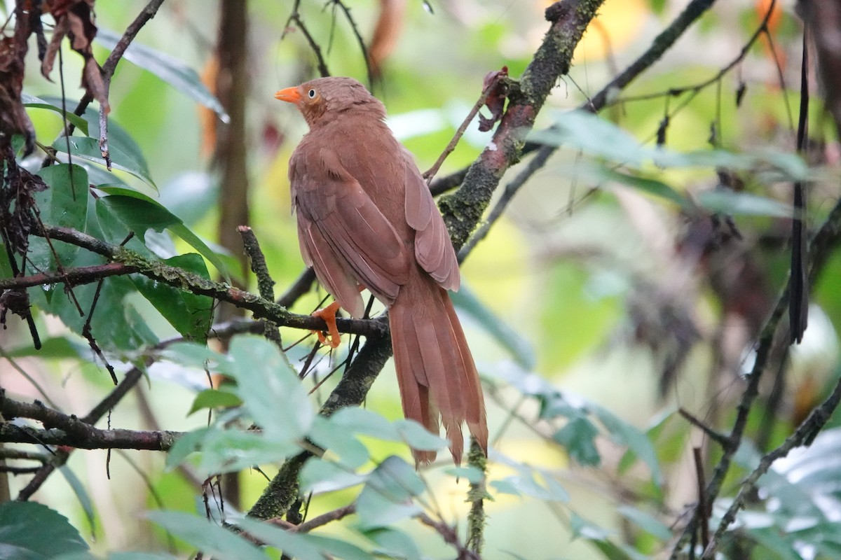 Orange-billed Babbler - ML646195390