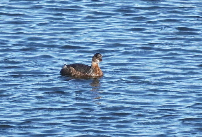 Pied-billed Grebe - ML646195391