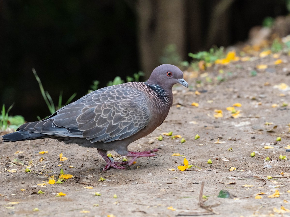 Pikazuro Güvercini - ML646195396