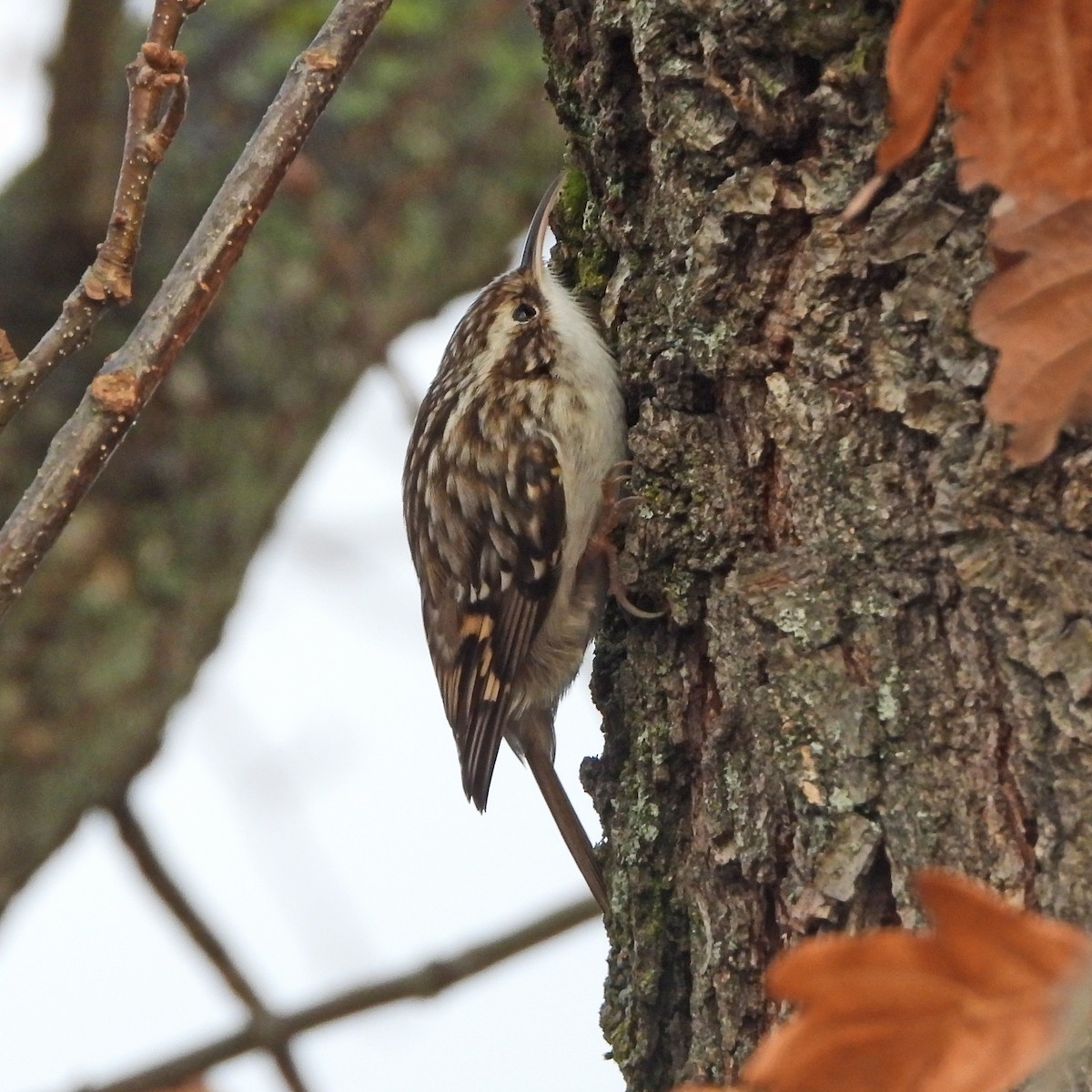 Short-toed Treecreeper - ML646195400