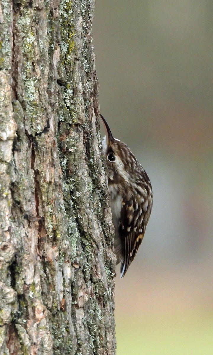 Short-toed Treecreeper - ML646195402