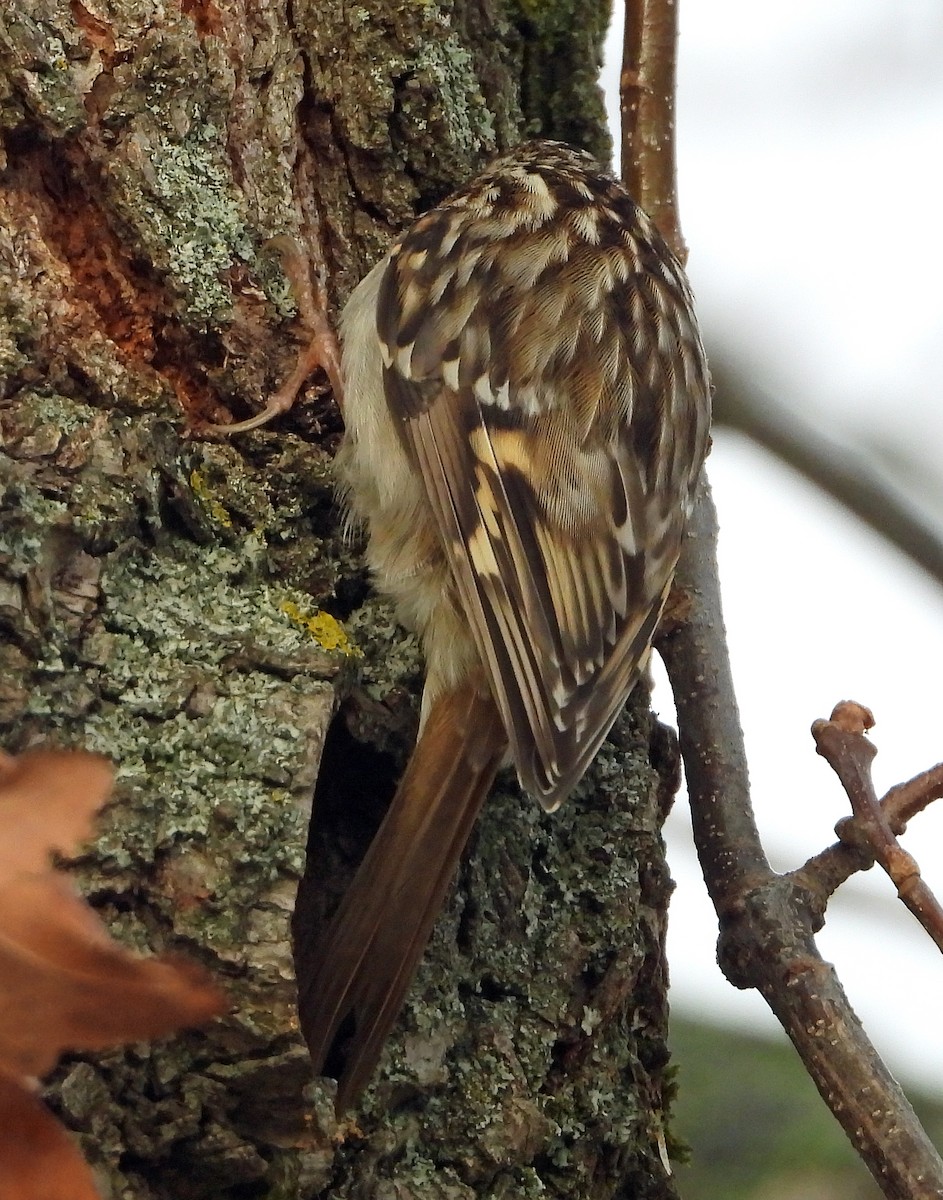 Short-toed Treecreeper - ML646195403