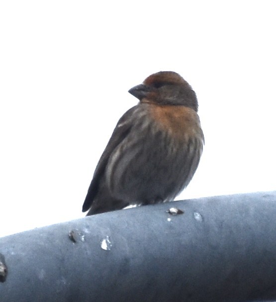 House Finch - ML646195407