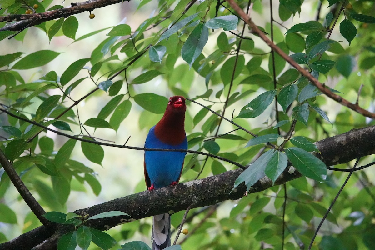 Sri Lanka Blue-Magpie - ML646195412