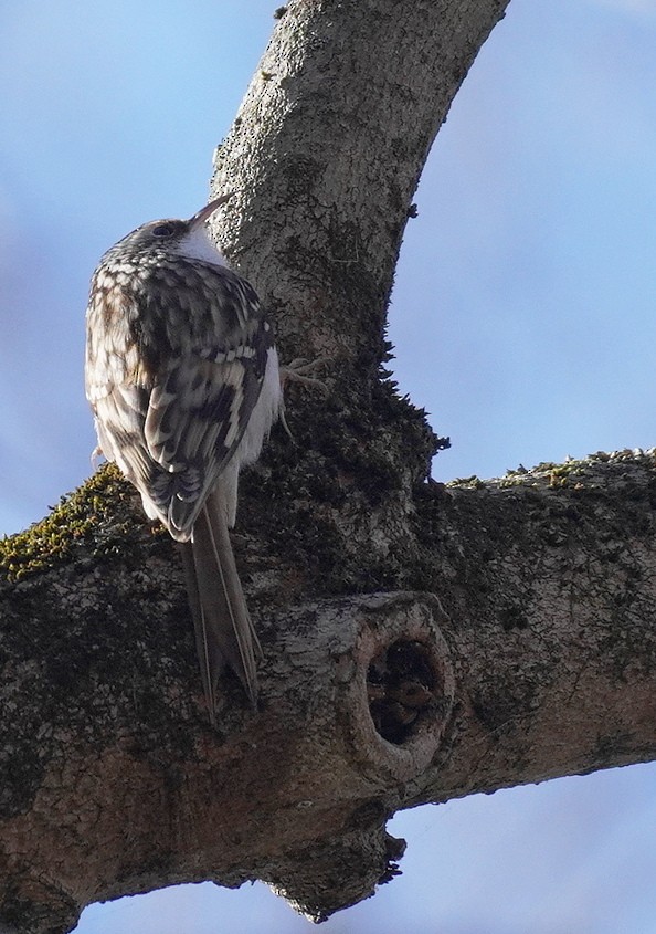 Brown Creeper - ML646195413