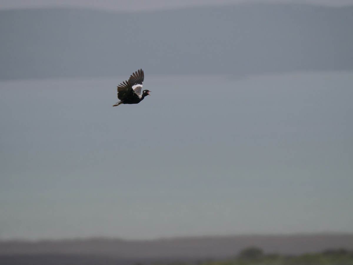 drop bělolící - ML646195415