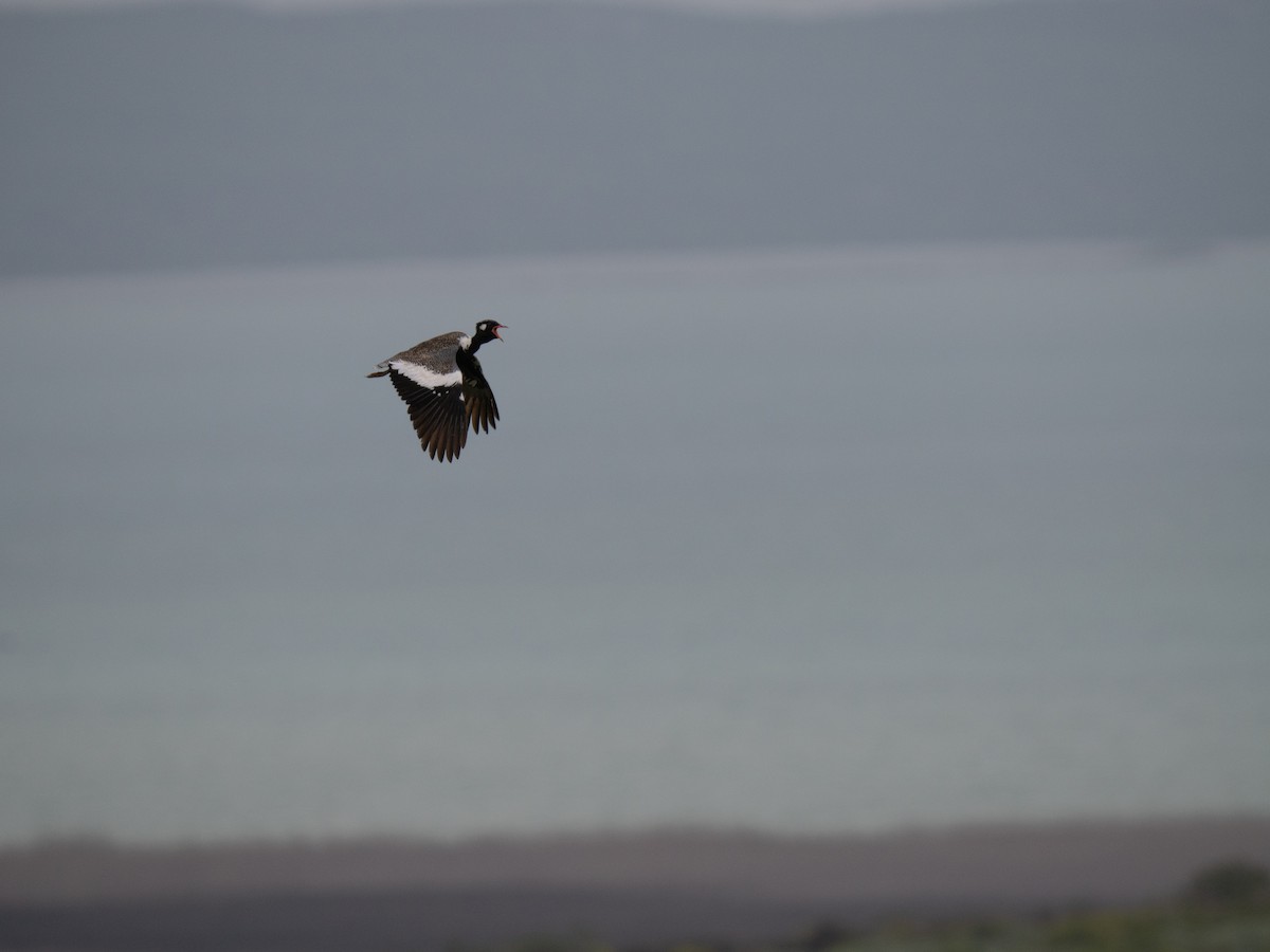 drop bělolící - ML646195416