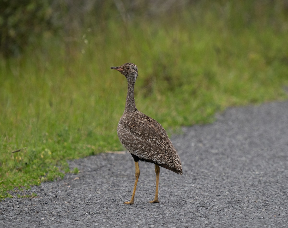 drop bělolící - ML646195417