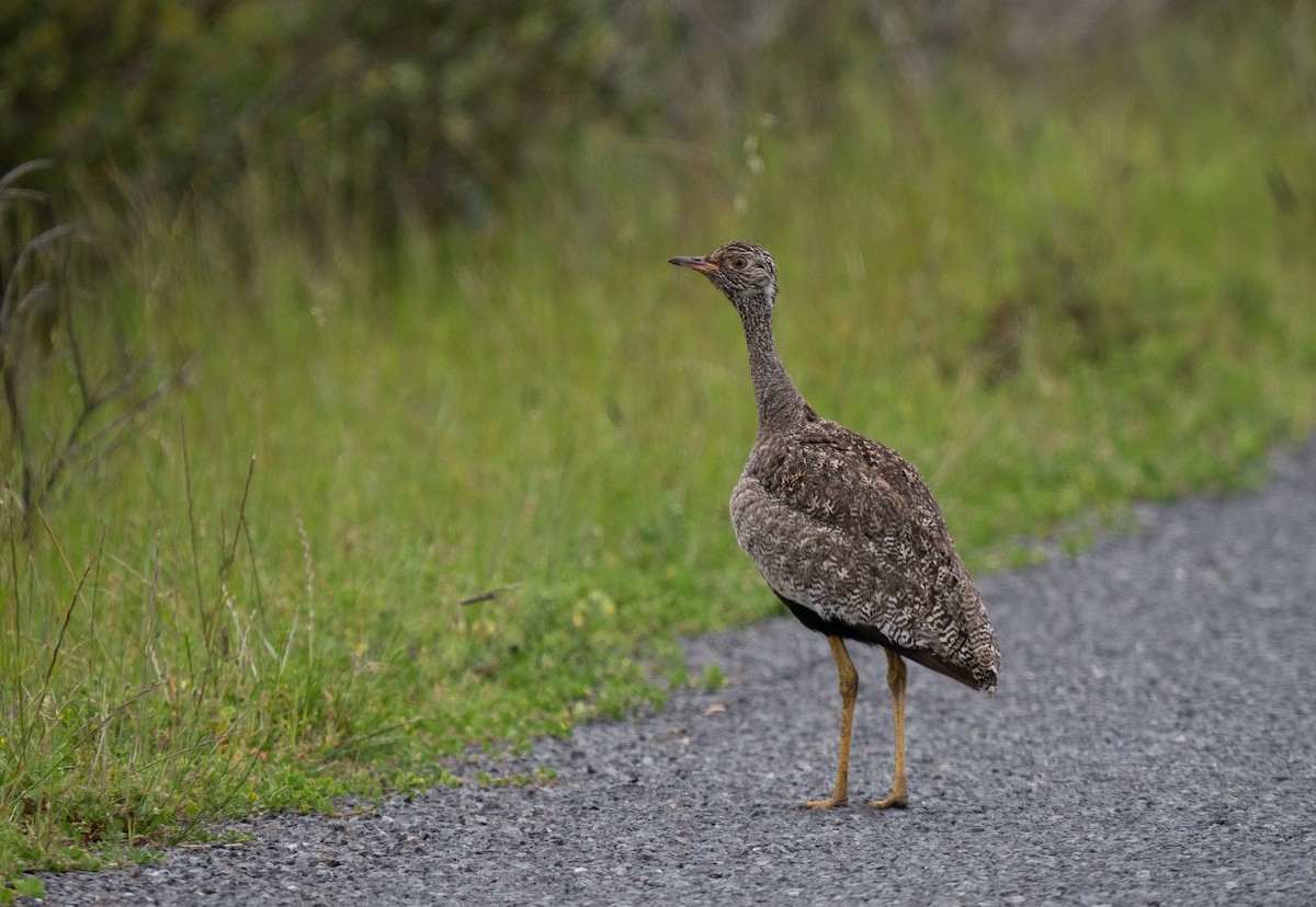 drop bělolící - ML646195418