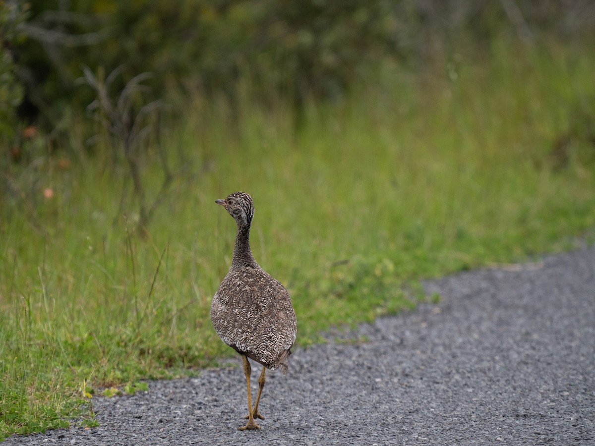 drop bělolící - ML646195419