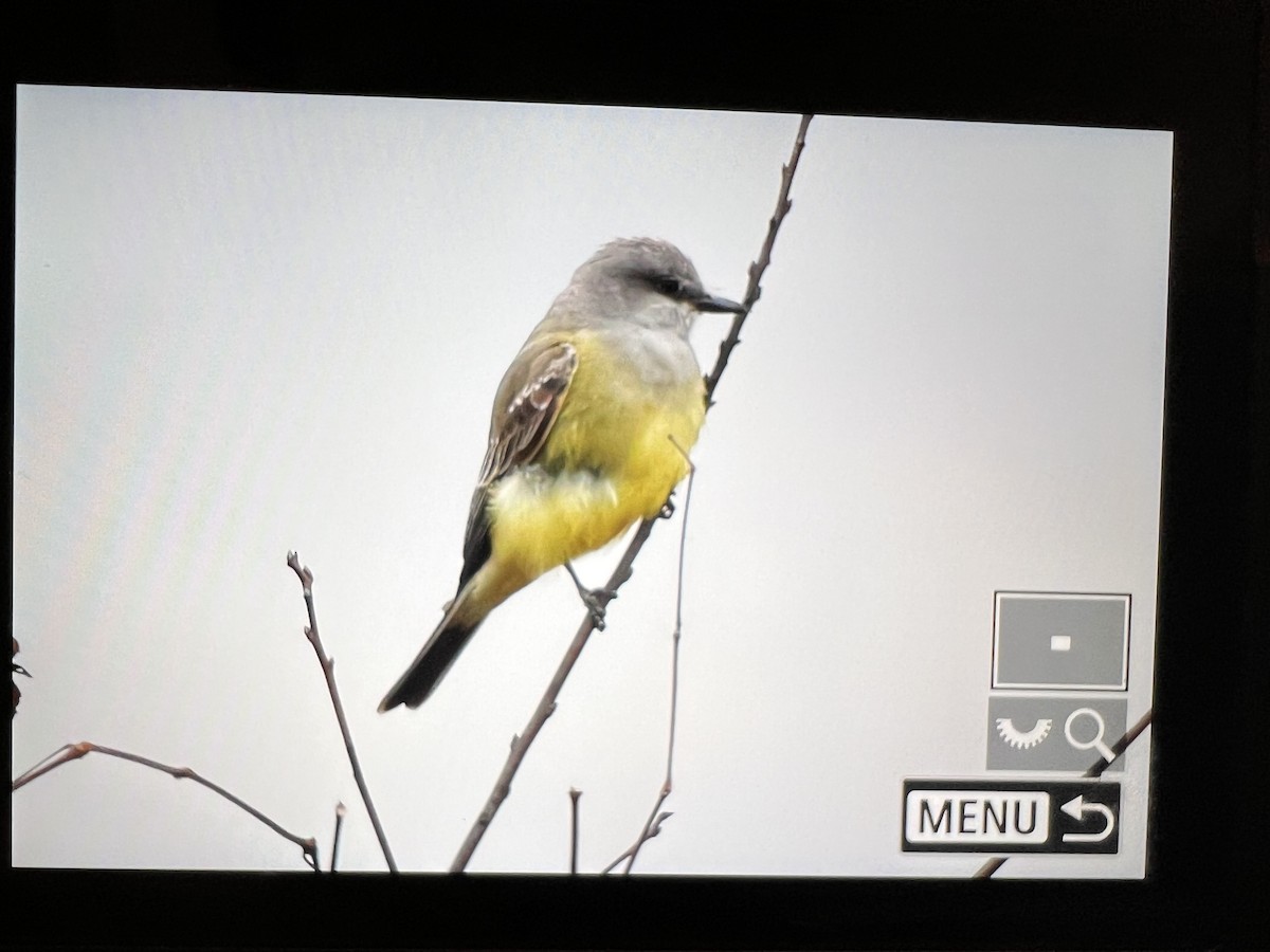 Tirano Occidental - ML646195443