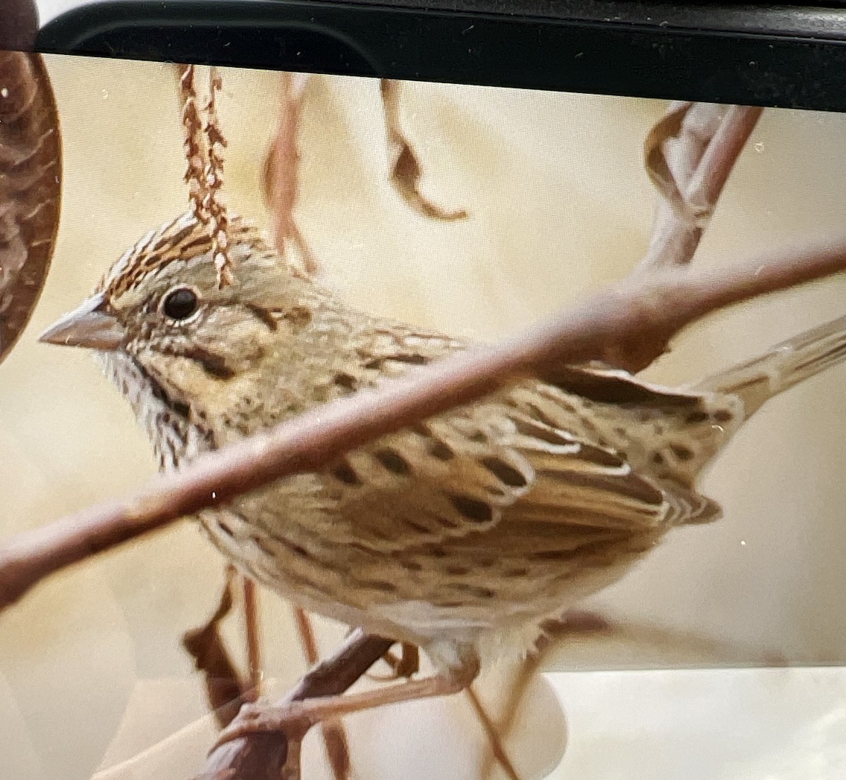 Lincoln's Sparrow - ML646195448